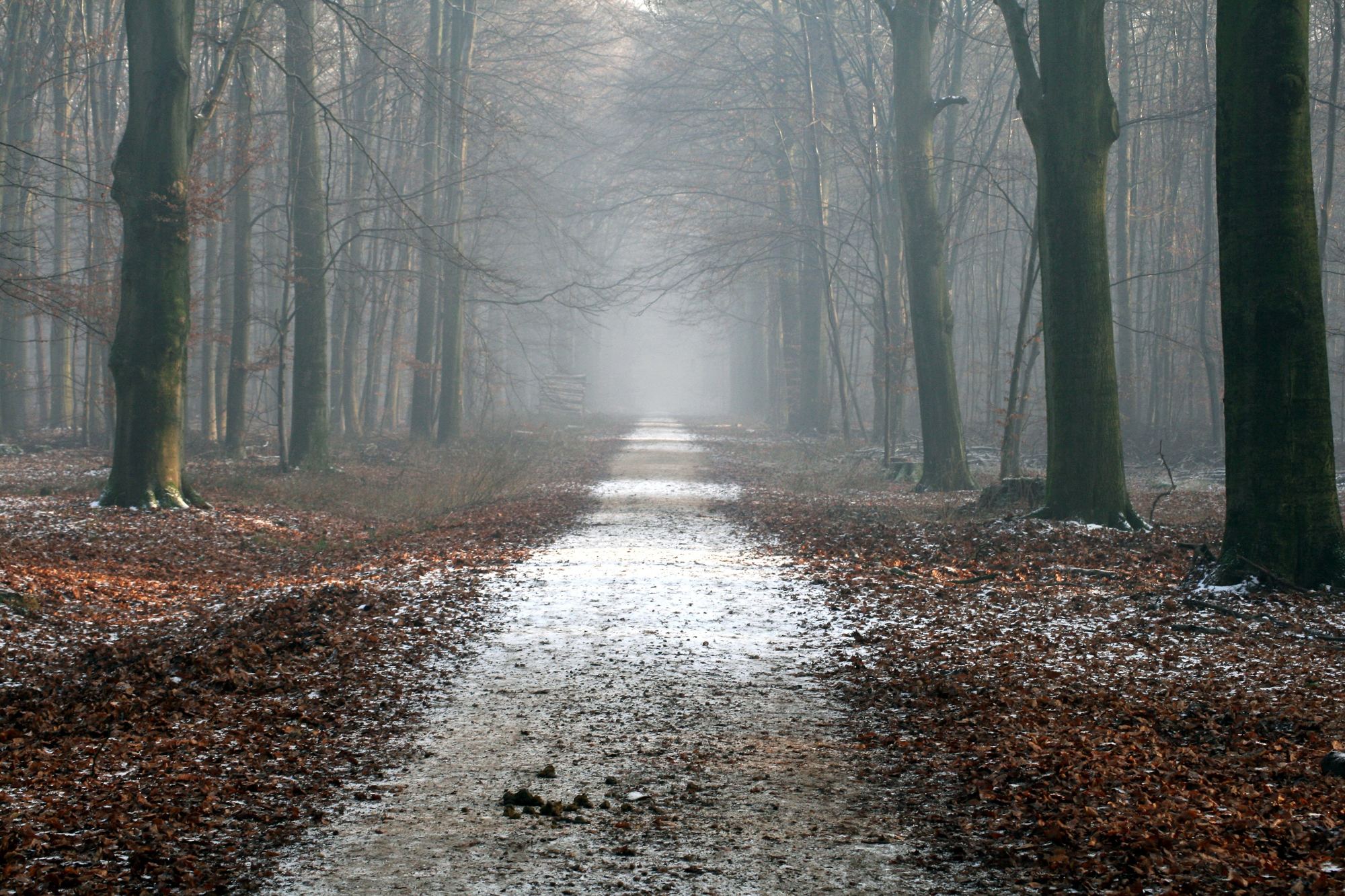 Bospad met eiken en beuken in de mist
